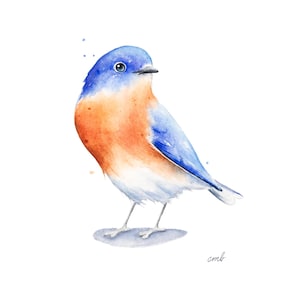 May include: Watercolor painting of a bluebird with a blue head, orange chest, and white belly. The bird is perched on a branch with its wings folded.