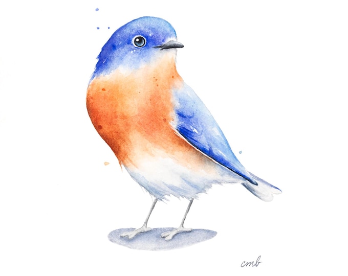 Bluebird Watercolor Original by Christy Barber | Bird Study Wall Art, Animal, Illustration, Eastern Blue Bird Gift, Painting, Home Decor