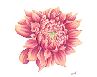 Dahlia Watercolor | Dark Pink-Yellow Flower Print, Garden Botanical Kitchen Decor