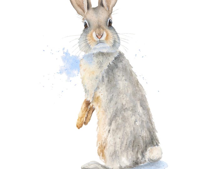 Rabbit Watercolor Print by Christy Barber| Animal Painting, Bunny Artwork, Nature, Illustration, Nursery, Cottontail, Wall Art, Home Decor