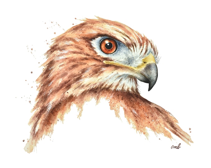 Red Tailed Hawk Watercolor Painting | Bird painting, Predator Hawk Print, Bird Art, Miniature Painting, Tiny Mini Bird Art, Nature Wildlife