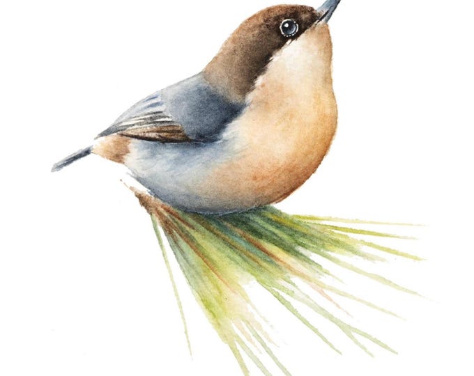 Boreal Nuthatch: Original Bird Art, Pine Branch