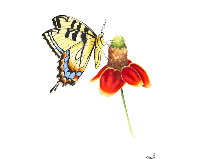 Butterfly on Mexican Hat Flower Print: Wildflower Wall Art