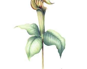 Jack in the Pulpit Watercolor Woodland Print | Forest Plant Wall Art