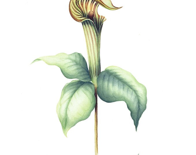 Jack in the Pulpit Watercolor Woodland Print | Forest Plant Wall Art