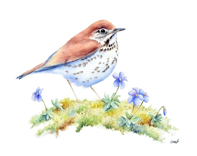 Bird Watercolor Painting by Christy Barber | Bird Print, Bird Watercolor, Wood Thrush, Forest Floor, Purple Violets, Nature, Wildflower