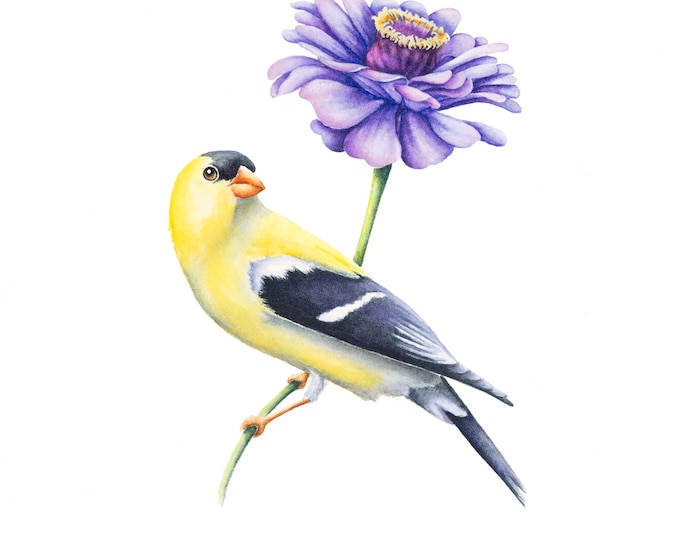 Goldfinch on Zinnia Watercolor Print: Flower Garden Wall Art