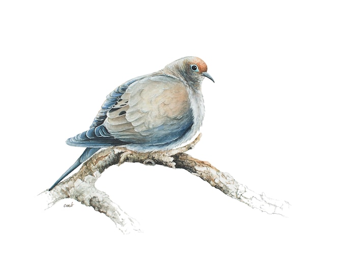 Mourning Dove Watercolor Print | Miniature Painting, Animal Wall Art, Cabin Mountain Home, Minimalist Artwork, Bird of Love and Peace, Gift