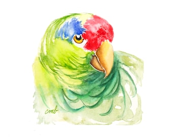 Mexican Red-Headed Parrot, Red-Crowned Amazon Square Watercolor Painting: Miniature Original Bird Art