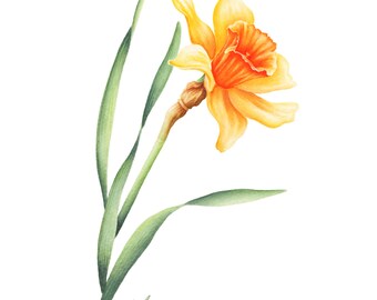 Daffodil March Flower Print: Yellow Jonquil Watercolor, Narcissus Painting