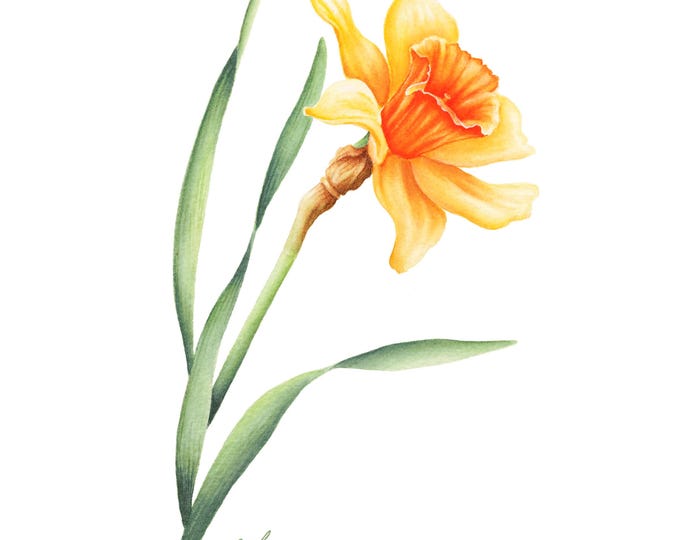 Daffodil March Flower Print: Yellow Jonquil Watercolor, Narcissus Painting