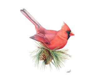 Male Red Cardinal on Pinecones by Christy Barber | Favorite North America Bird Wildlife Print