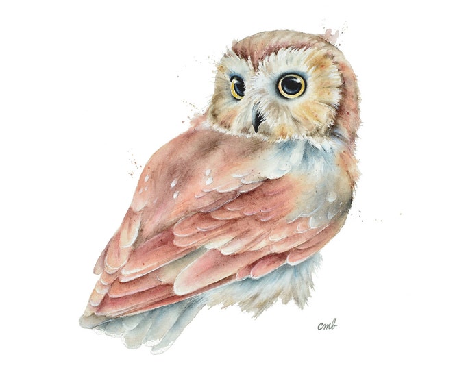 Saw-whet Owl Watercolor Painting by Christy Barber | Owl Wall Decor, Wildlife Nature Painting, Birdwatcher Owl Gift, Woodland Nursery Art