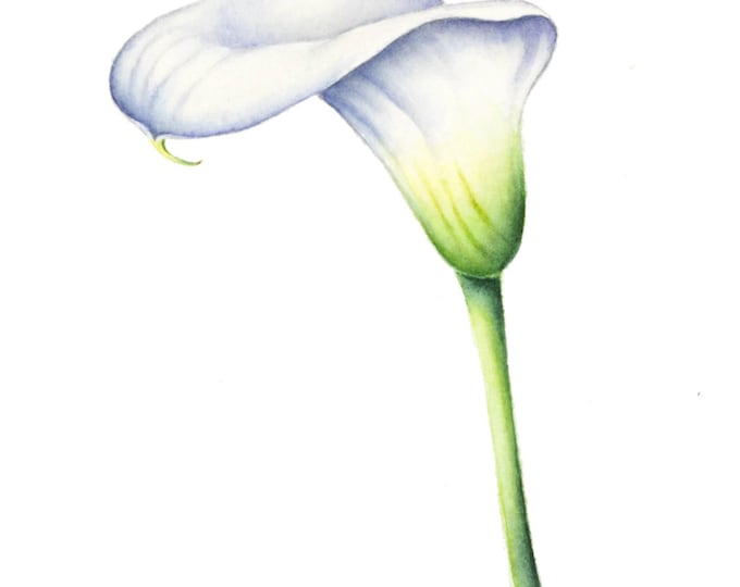 Original Calla Lily Watercolor Study by Christy Barber| Flower Painting, Wall Art Home Decor, Illustration, Artwork, Wildflower, Botanical