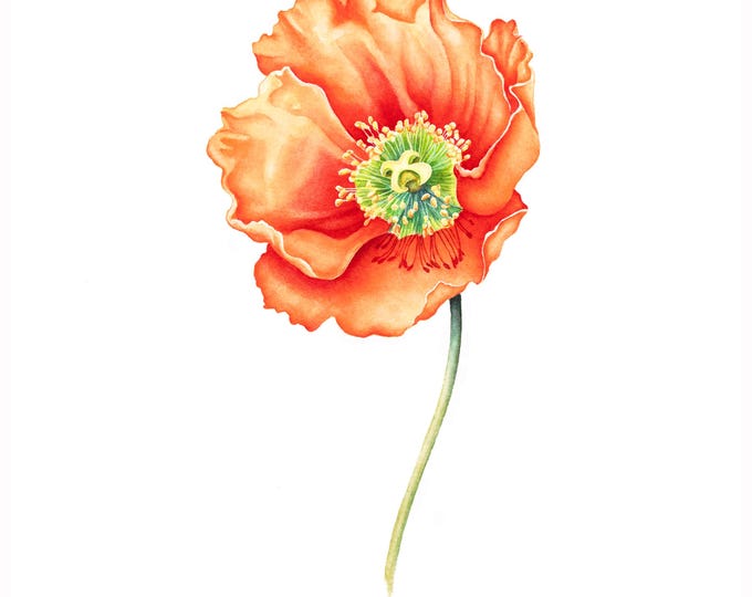 Orange Poppy Watercolor Print | Wildflower Painting, Botanical Home Decor, Wall Art, Under Realistic Artwork, Thank you Housewarming Gift