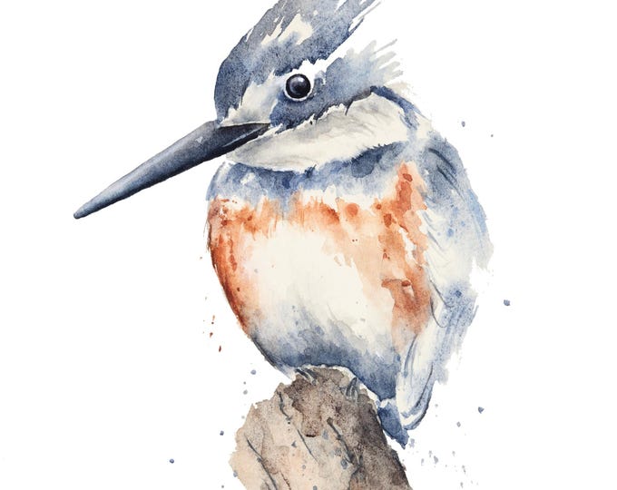 Kingfisher Watercolor Original by Christy Barber | Bird Study Wall Art, Animal, Illustration, Painting, Nature Decor, Artist's Study