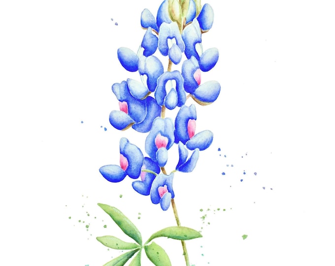 Bluebonnet Watercolor Print: Texas Wildflower Art, Botanical Illustration