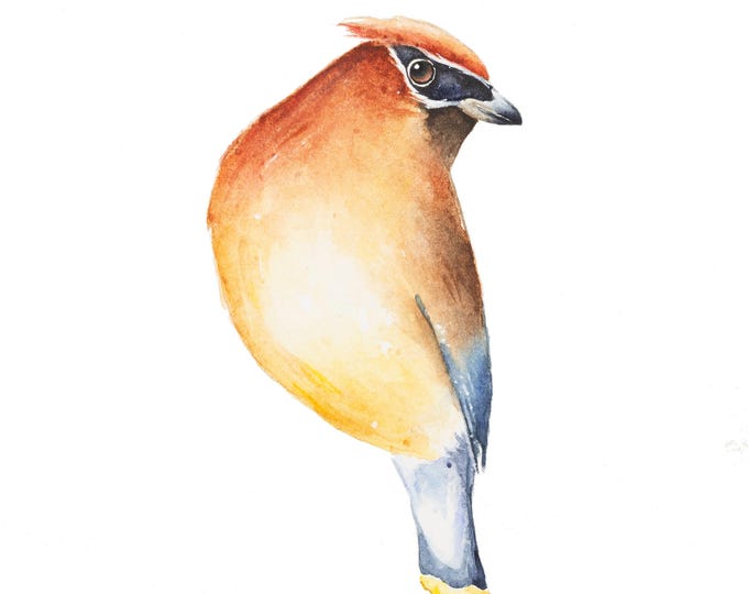 Original Cedar Waxwing Watercolor by Christy Barber| Bird Painting, Wall Art, Bird Home Decor, Animal Artwork, Animal Boho Painting, Gift