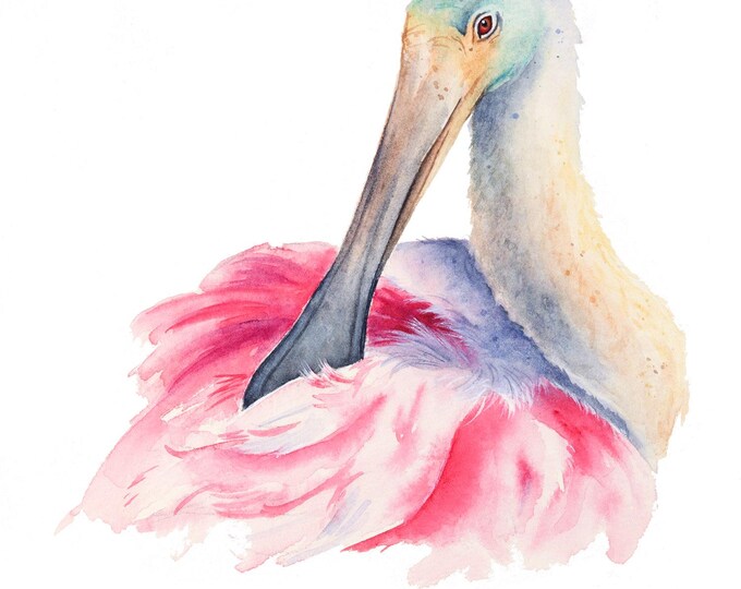 Roseate Spoonbill Preening Original Watercolor Painting by Christy Barber | Bird Study Wall Art, Animal, Illustration, Artist's Study