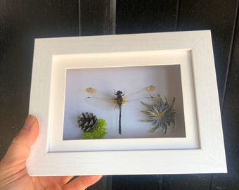 Download Dragonfly Shadowbox Etsy