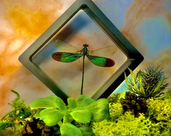 BDW Real Dragonfly Specimen Framed Insect Learning Aids,Frame Wedding Birthday Birthday Present 0408 BDW Real Dragonfly Specimen Framed Insect Learning Aids,Frame Wedding Birthday Birthday Present 0408