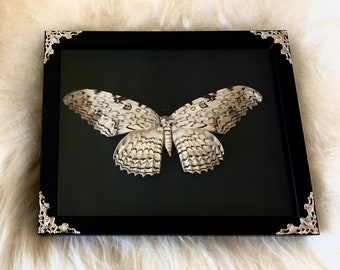 White Witch Moth in Black Shadowbox