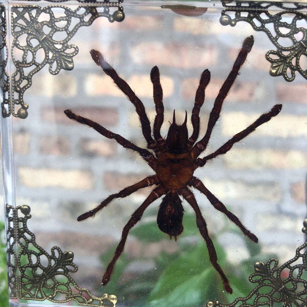 Tarantula In Lucite Shadowbox Frame for Christmas Holiday or Birthday gift wall or shelf art Curiosity Cabinet Large Spider
