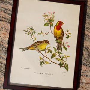 moldura vintage dos anos 1970 com pássaros