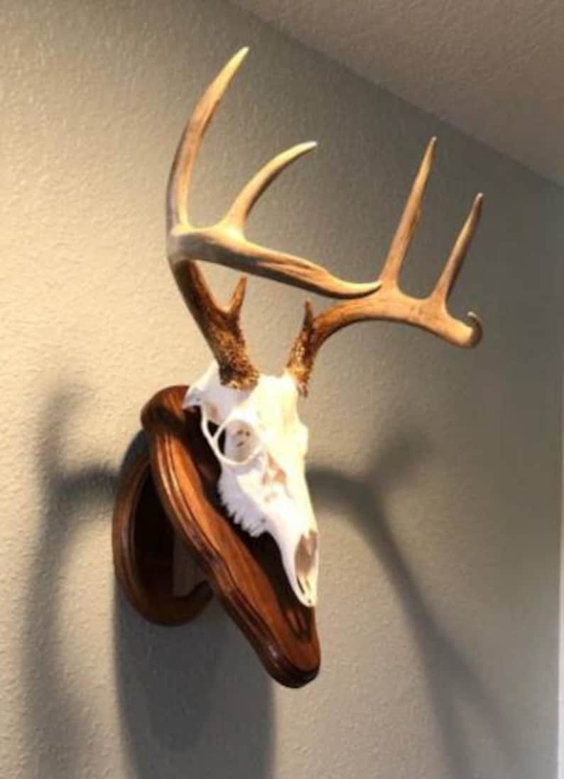Walnut Whitetail Deer European Mount Plaque | Etsy