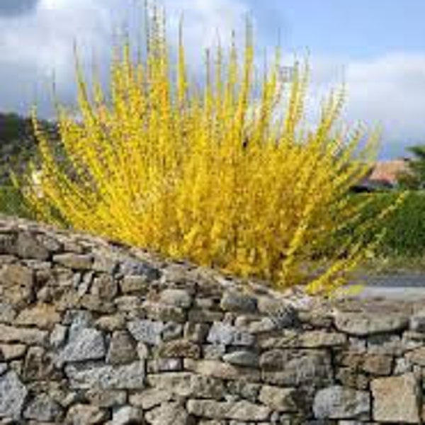 Lynwood Gold Forsythia shrub, (Forsythia xintermedia 'lynwood),   Only  7.99 ea.