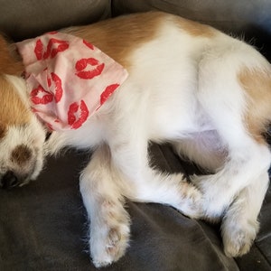 Puede incluir: Un perro peque&ntilde;o, blanco y marr&oacute;n con ojos marrones est&aacute; durmiendo en un sof&aacute; gris. El perro lleva una bandana rosa con labios rojos impresos.