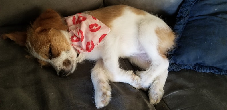 Puede incluir: Un perro peque&ntilde;o, blanco y marr&oacute;n con ojos marrones est&aacute; durmiendo en un sof&aacute; gris. El perro lleva una bandana rosa con labios rojos impresos.