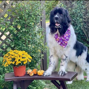 Puede incluir: Un perro negro y blanco de Terranova con un pa&ntilde;uelo morado con un estampado de Halloween se encuentra de pie en un banco de madera con una planta en maceta de crisantemos amarillos y peque&ntilde;as calabazas delante de &eacute;l.