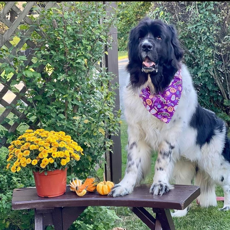 Puede incluir: Un perro negro y blanco de Terranova con un pa&ntilde;uelo morado con un estampado de Halloween se encuentra de pie en un banco de madera con una planta en maceta de crisantemos amarillos y peque&ntilde;as calabazas delante de &eacute;l.