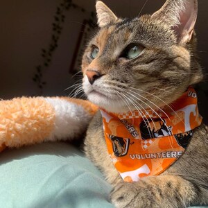 Puede incluir: Un gato atigrado con ojos verdes que lleva una bandana naranja y blanca con el texto "Volunteers" y un patr&oacute;n de tablero de ajedrez.