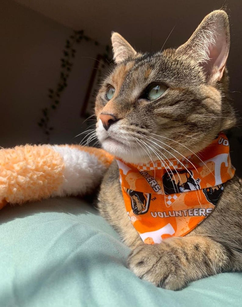 Puede incluir: Un gato atigrado con ojos verdes que lleva una bandana naranja y blanca con el texto "Volunteers" y un patr&oacute;n de tablero de ajedrez.