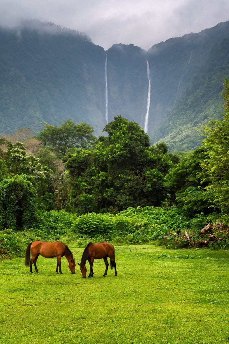 Waipio Valley Wild Horses Fine Art Print Big Island Hawaii Etsy
