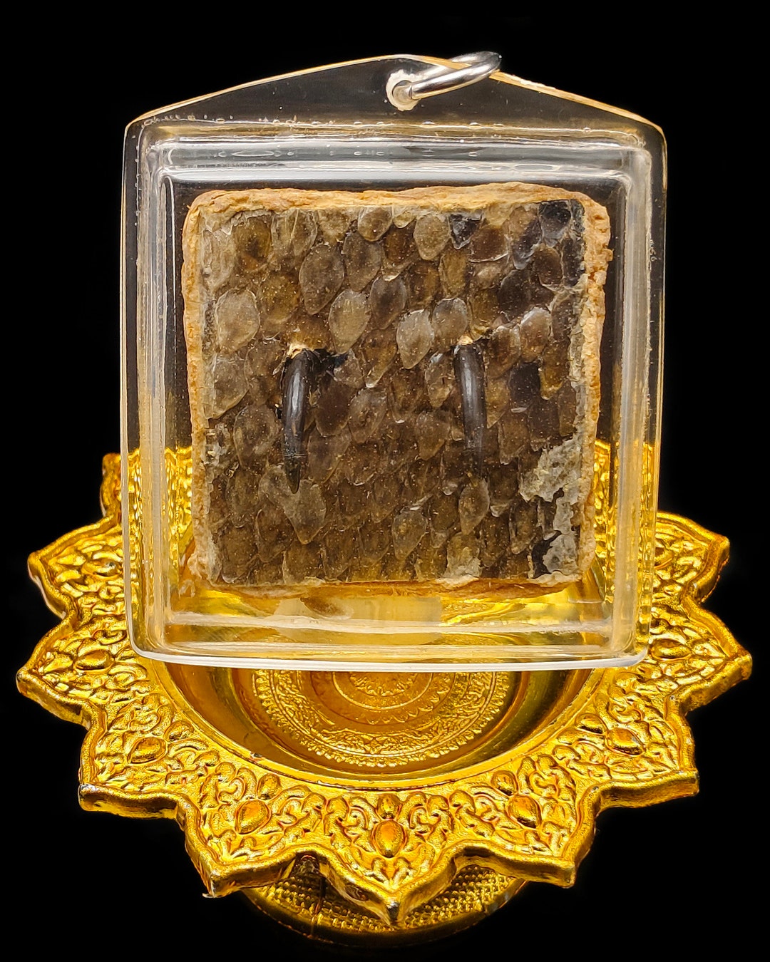 Python Snake Fang Skin LP Goy Charm Protection Talisman Thai Amulet ...