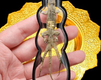 Cased Lizard Gecko 3 Tail Magic Charm Gambling Talisman Protect Pendant Thai Buddha Amulet #aa4462