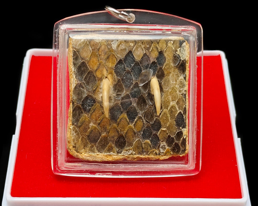 Python Snake Fang Skin LP Goy Success Rich Gambling Pendant Thai Amulet ...