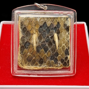 Könnte beinhalten: Ein transparentes Plastikgehäuse mit rotem Samt innen, das zwei Schlangenzähne und ein Stück Schlangenhaut enthält.