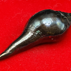 Peut inclure: Une coquille de mer noire avec une surface lisse et brillante. La coquille est pointue à une extrémité et arrondie à l'autre.