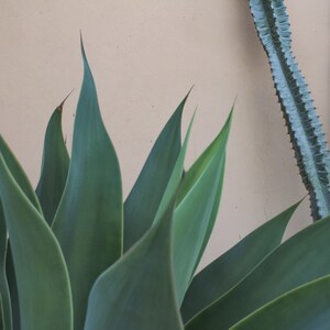 agave cactus garden california | photography print