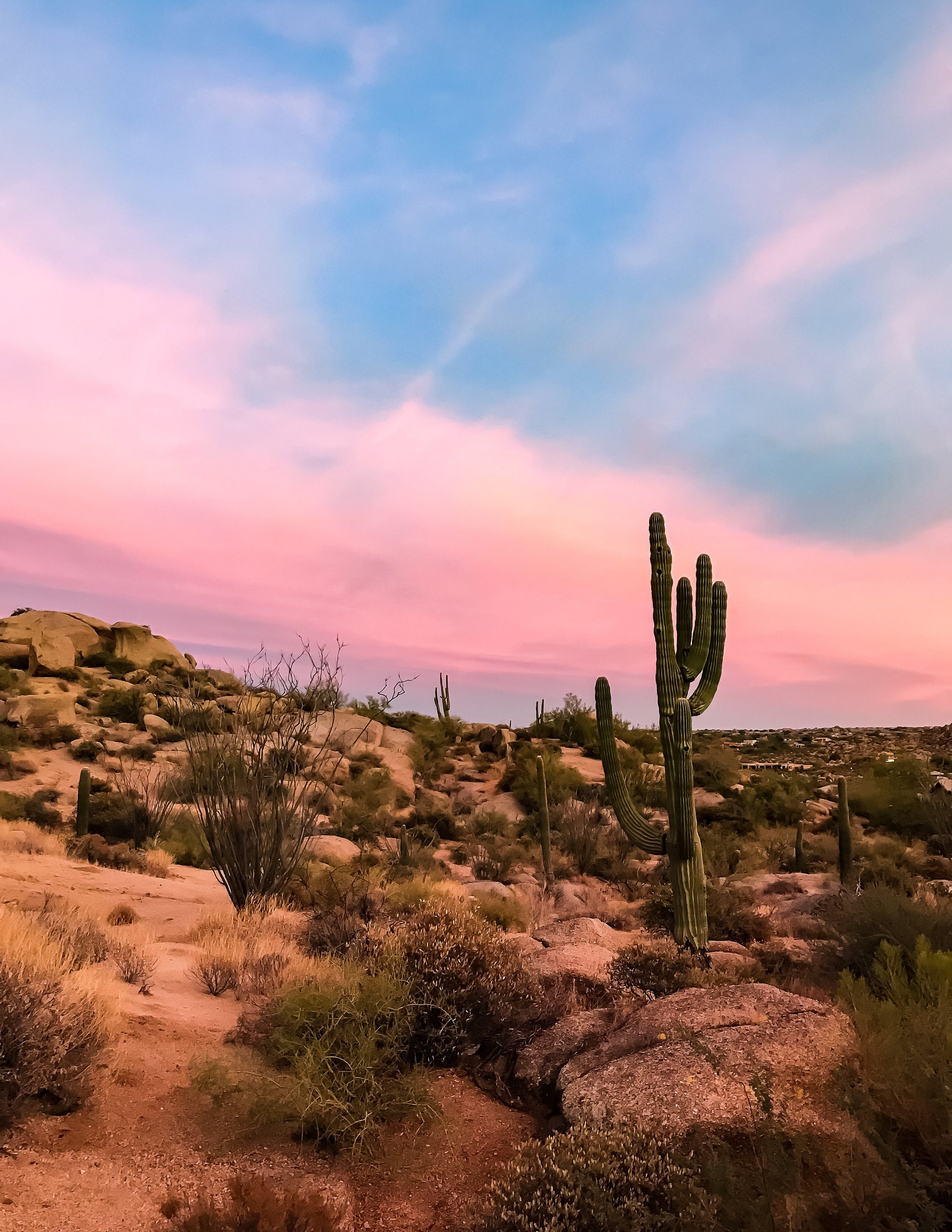Desert Cactus Sunset Saguaro Scottsdale Tucson Arizona