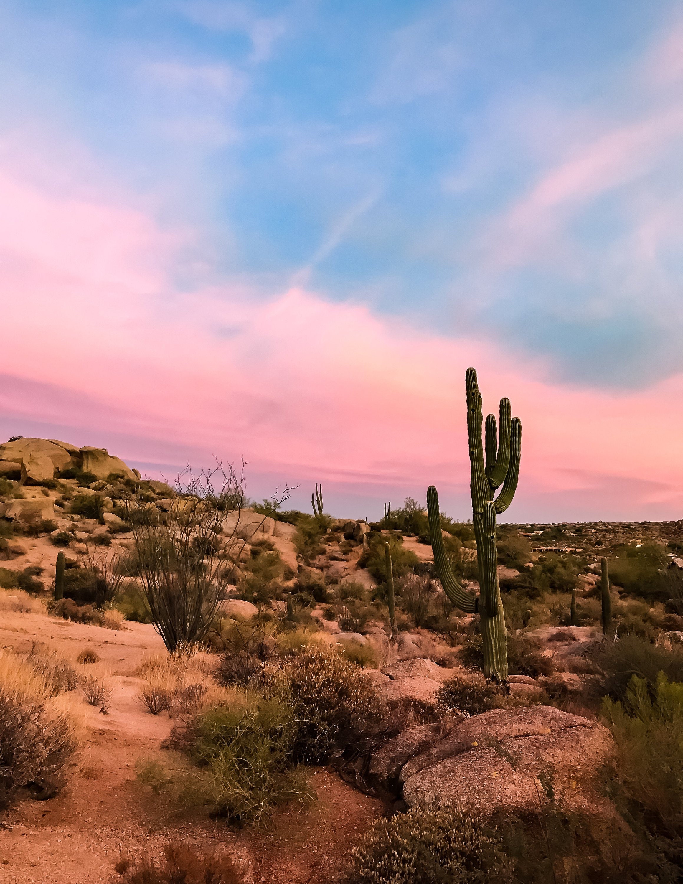 photo tucson desert amateur