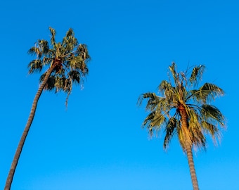 Society6 ケース Palm Tree and Blue Sky Aloha il_340x270.1838026877_nn5h.jpg