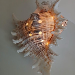 May include: A large, natural seashell light fitting. The shell is cream and brown with a textured surface and several small, round openings that emit a warm, yellow light. The fitting is mounted on a white wall, creating a coastal or nautical theme.