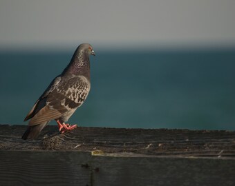 Sea Side Bird Canvas