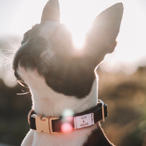 Gucci Dog Collar Etsy
