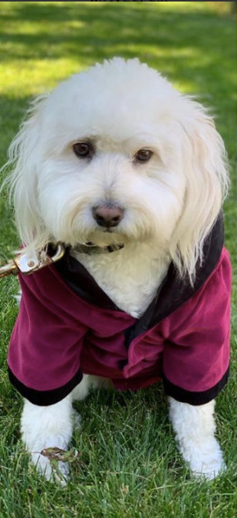 Dog Smoking Jacket in Velvet Dog Jacket Small Dog Clothes Wt 1828lbs